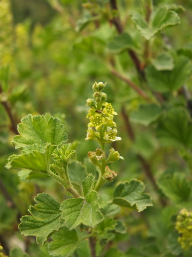 Ribes orientale (Ribes orientale)