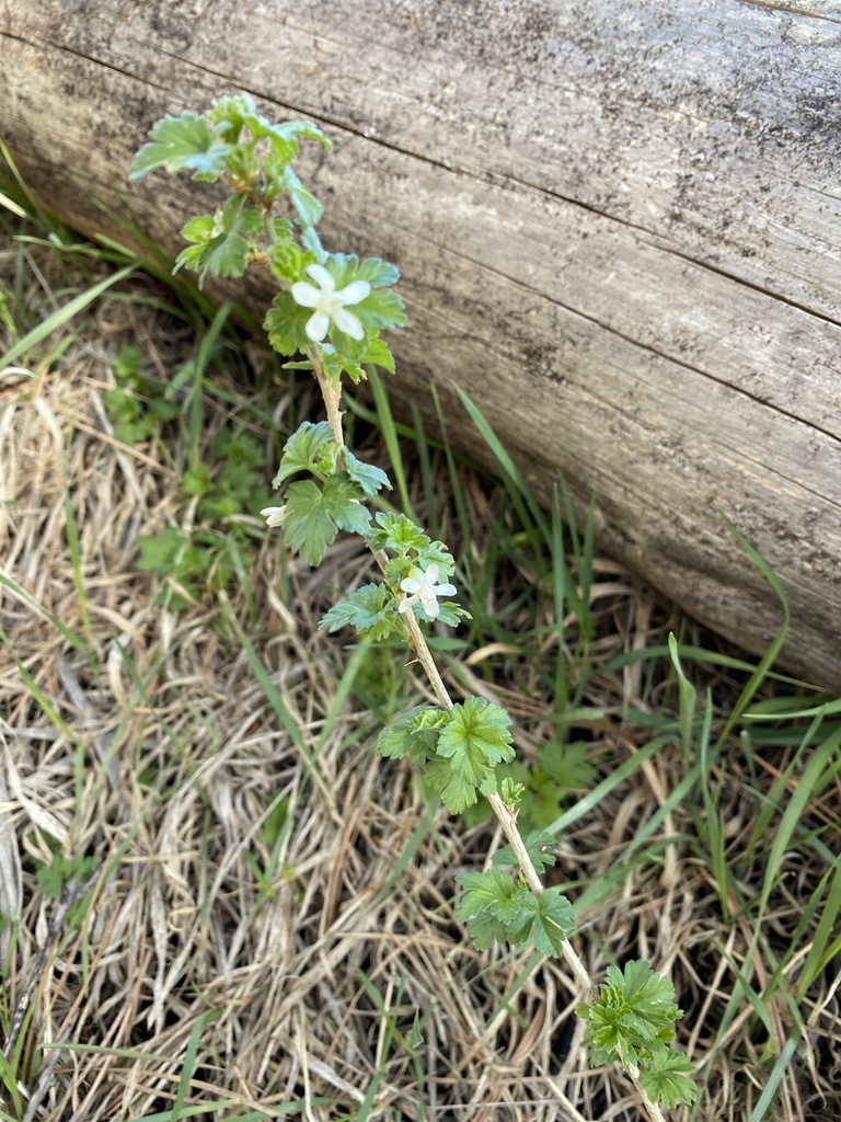 Canadian gooseberry (Ribes oxyacanthoides)