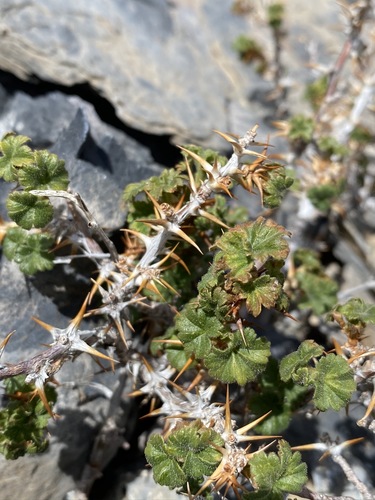 Canadian gooseberry (Ribes oxyacanthoides)