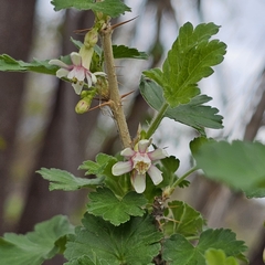 Canadian gooseberry (Ribes oxyacanthoides)
