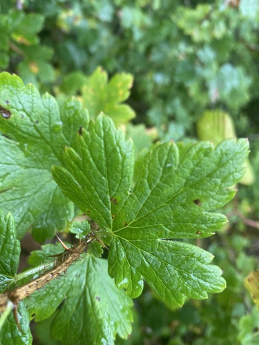 Canadian gooseberry (Ribes oxyacanthoides)