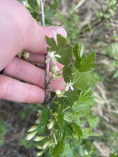 Canadian gooseberry (Ribes oxyacanthoides)