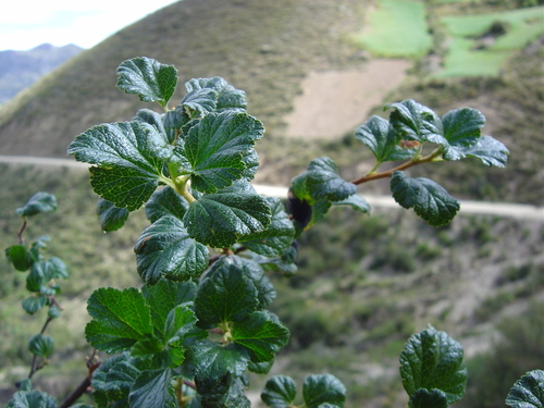 Ribes pentlandii (Ribes pentlandii)