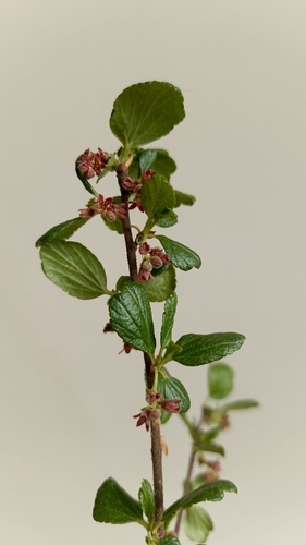 Ribes pentlandii (Ribes pentlandii)