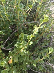 Ribes pentlandii (Ribes pentlandii)