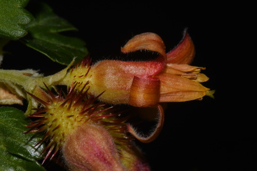 Orange gooseberry (Ribes pinetorum)