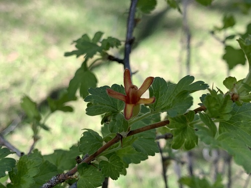 Orange gooseberry (Ribes pinetorum)