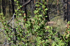 Orange gooseberry (Ribes pinetorum)