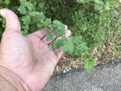 Orange gooseberry (Ribes pinetorum)