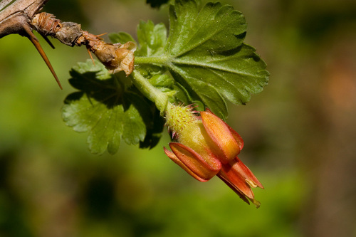 Orange gooseberry (Ribes pinetorum)
