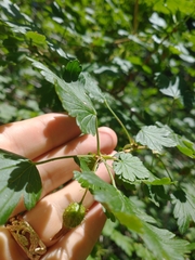 Orange gooseberry (Ribes pinetorum)