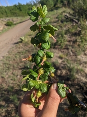 Orange gooseberry (Ribes pinetorum)
