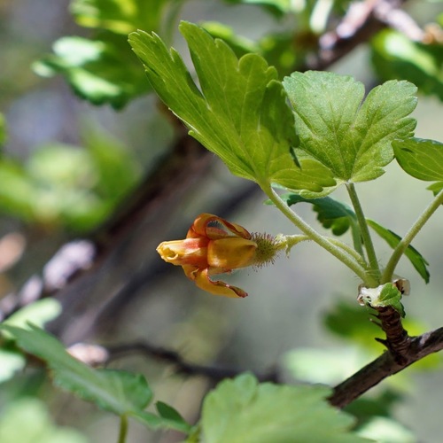 Orange gooseberry (Ribes pinetorum)