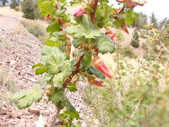 Orange gooseberry (Ribes pinetorum)