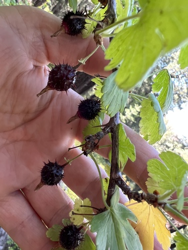 Orange gooseberry (Ribes pinetorum)