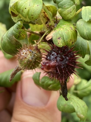 Orange gooseberry (Ribes pinetorum)