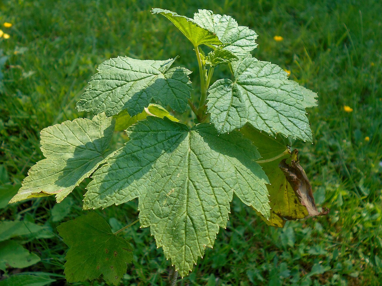 Ribes procumbens: Ribes ussuriense , Botanischer Garten Berlin.