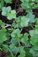 Ribes procumbens (Ribes procumbens)