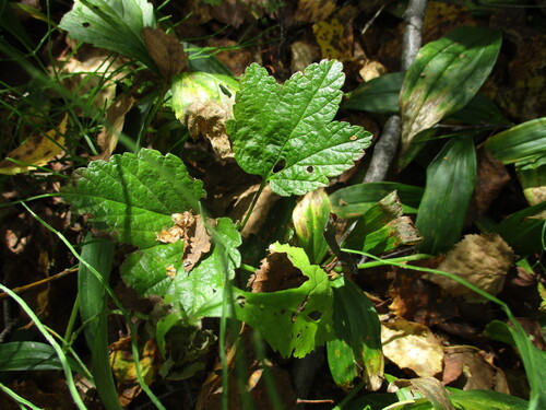 Ribes procumbens (Ribes procumbens)