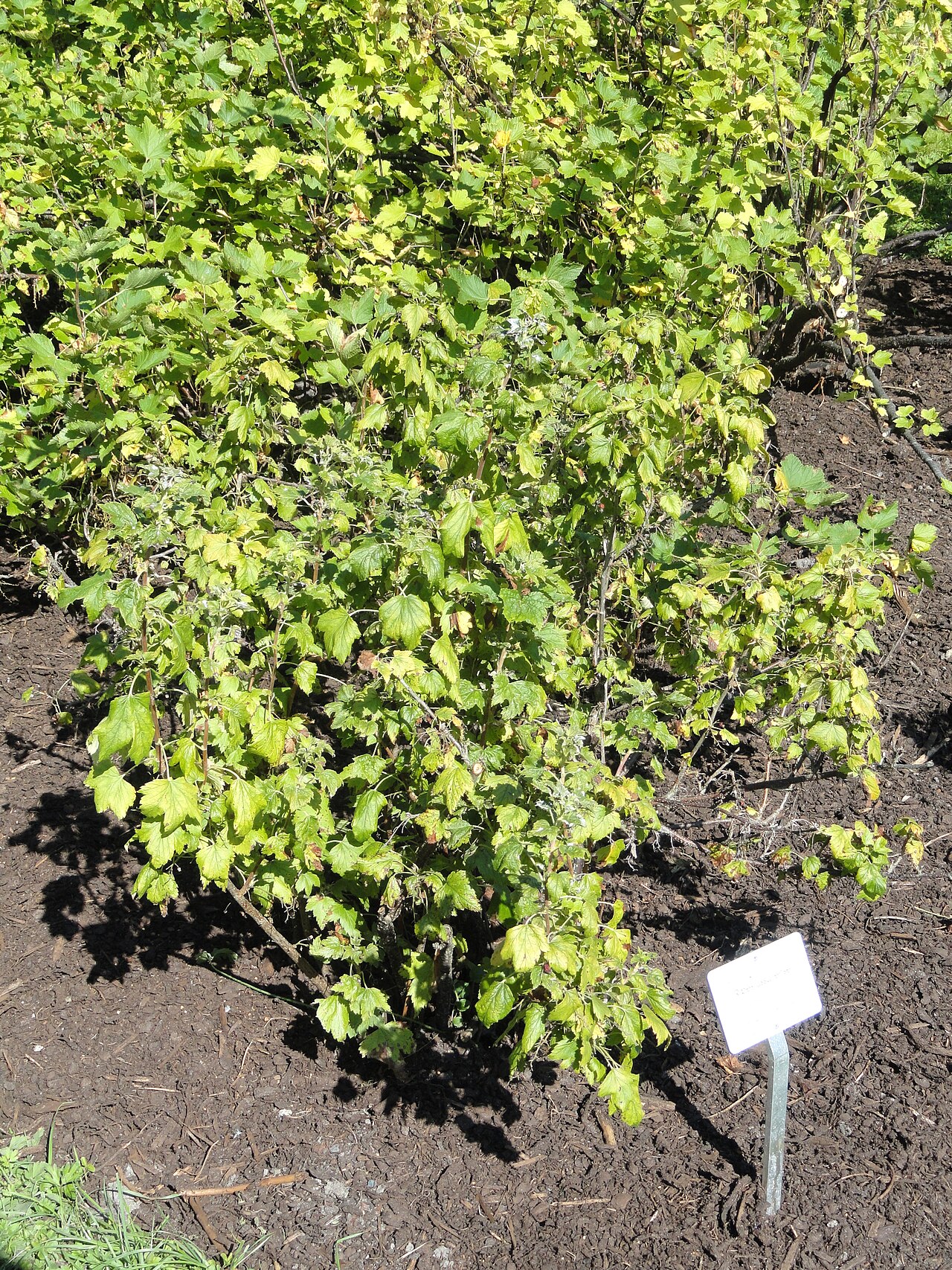Ribes procumbens: Ribes specimen. The University of Helsinki Botanical Garden at Kaisaniemi