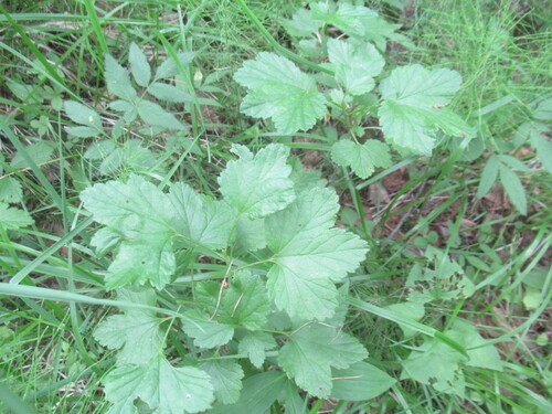 Ribes procumbens (Ribes procumbens)