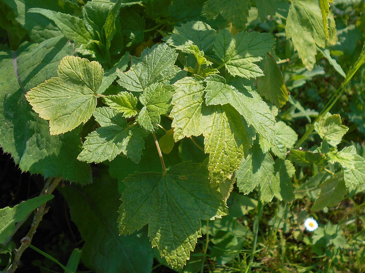 Ribes procumbens: Ribes ussuriense , Botanischer Garten Berlin.