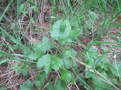Ribes procumbens (Ribes procumbens)