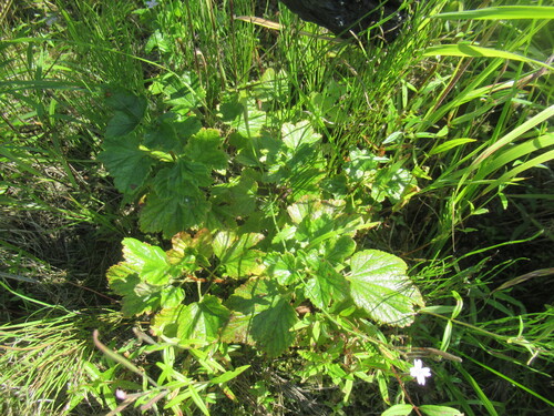Ribes procumbens (Ribes procumbens)