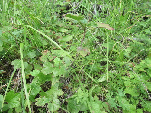 Ribes procumbens (Ribes procumbens)