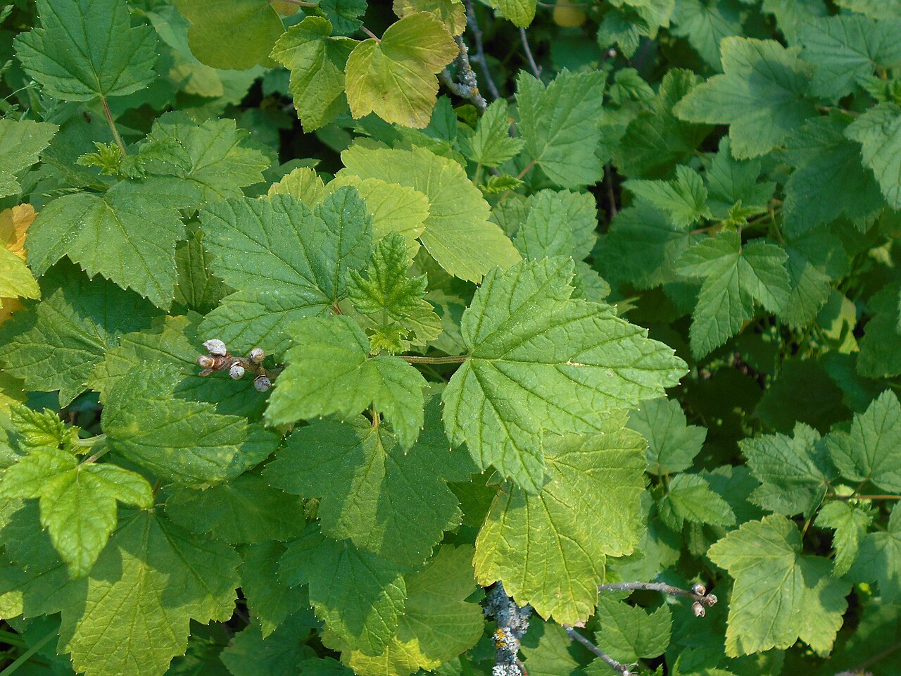 Ribes procumbens: Ribes ussuriense , Botanischer Garten Berlin.