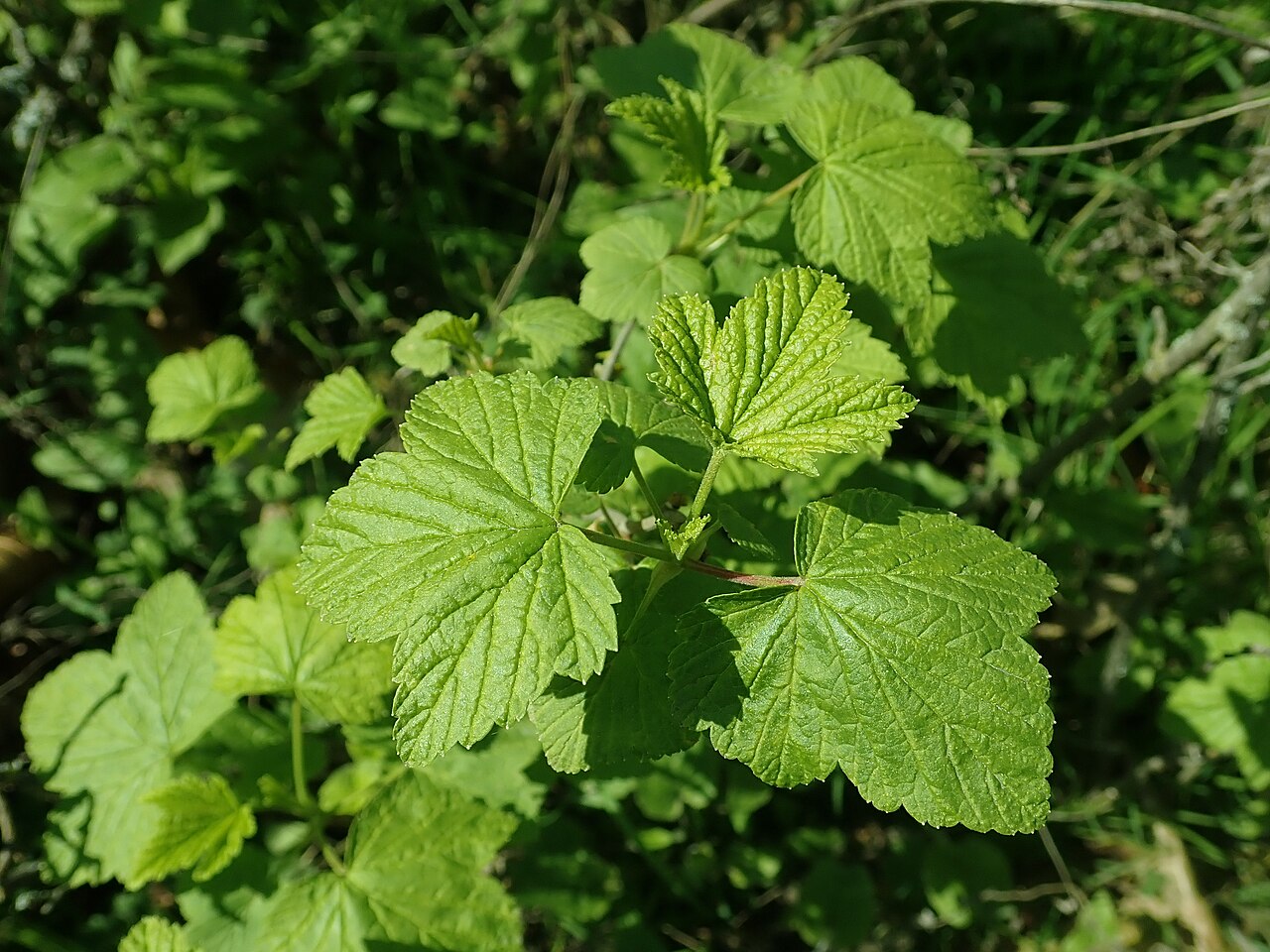 Ribes procumbens: Ribes ussuriense , Berlin-Dahlem Botanical Garden.
