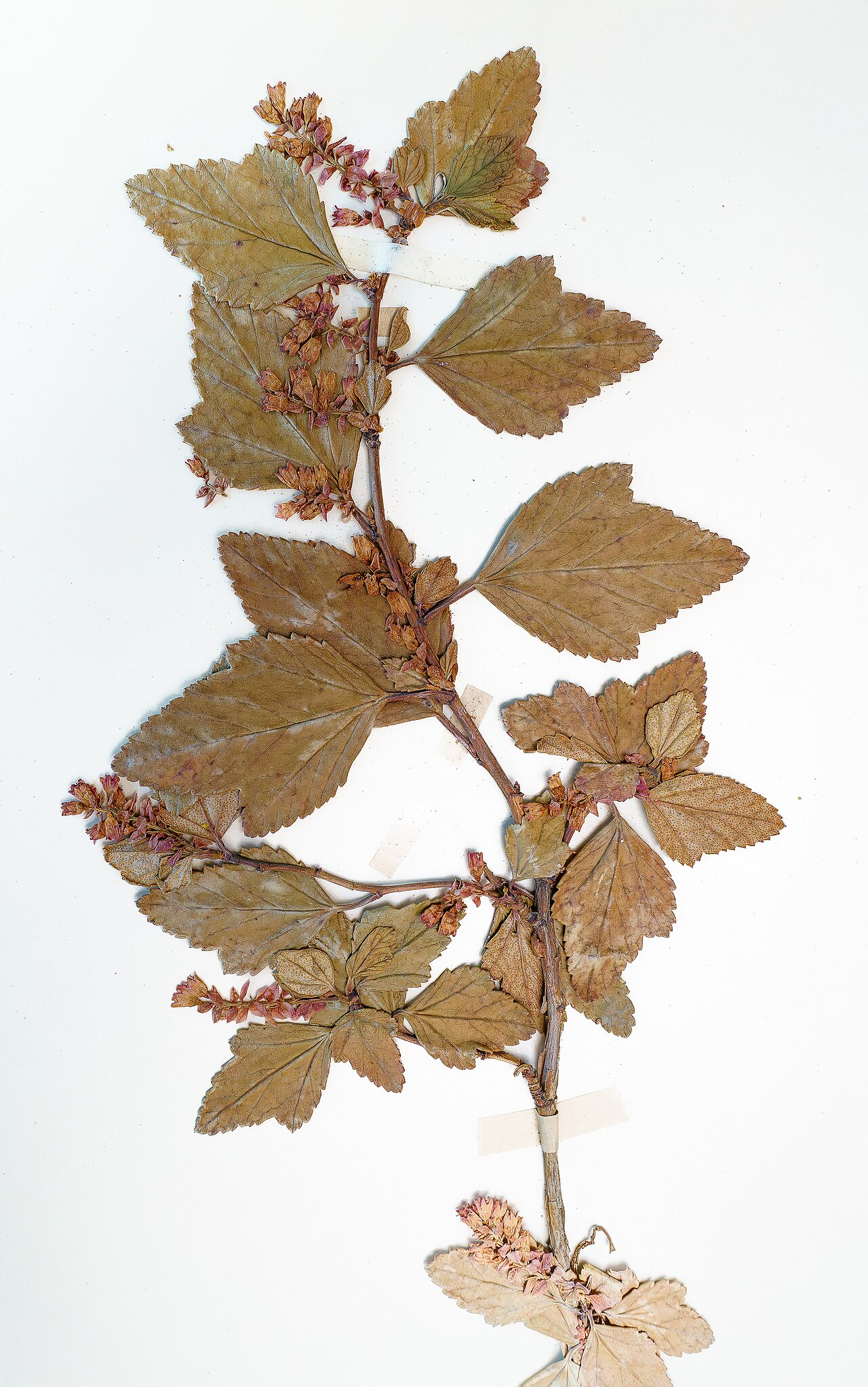 Ribes punctatum: Herbarium SQF - Ribes punctatum