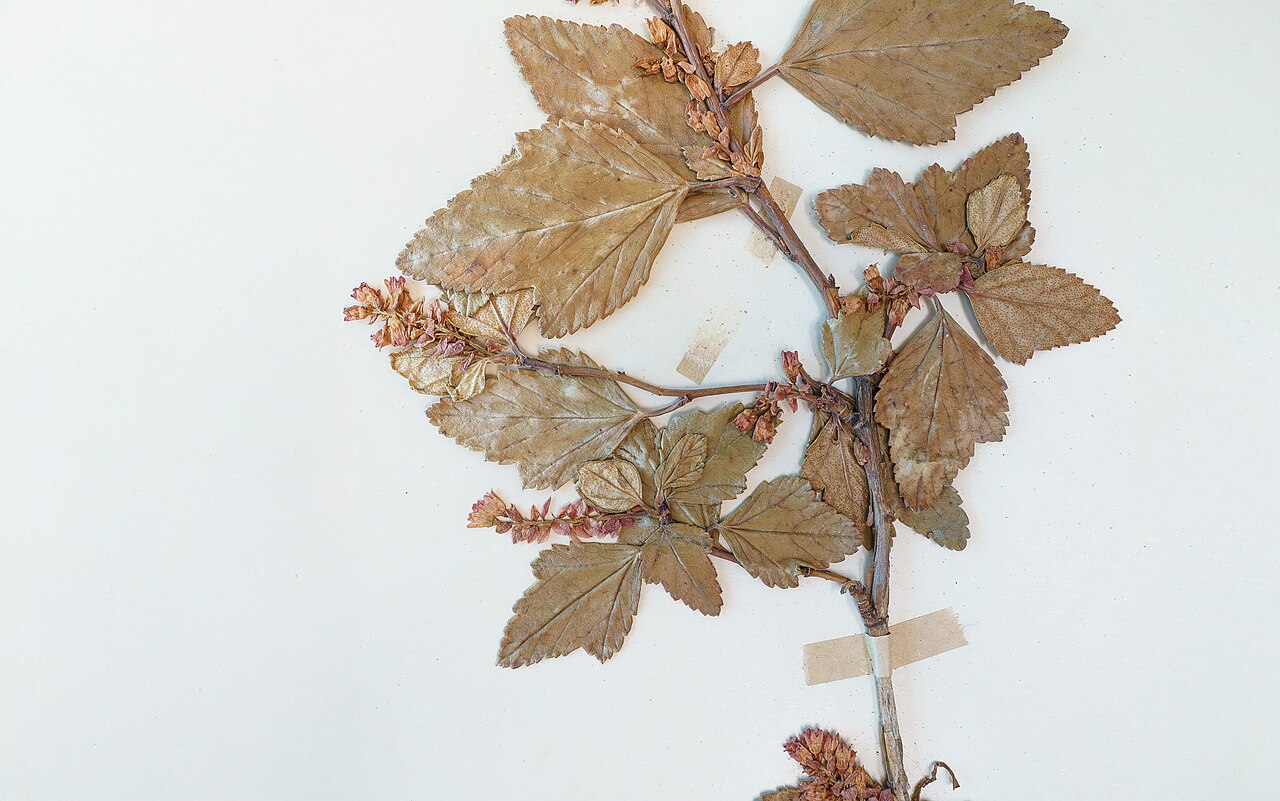 Ribes punctatum: Herbarium SQF - Ribes punctatum