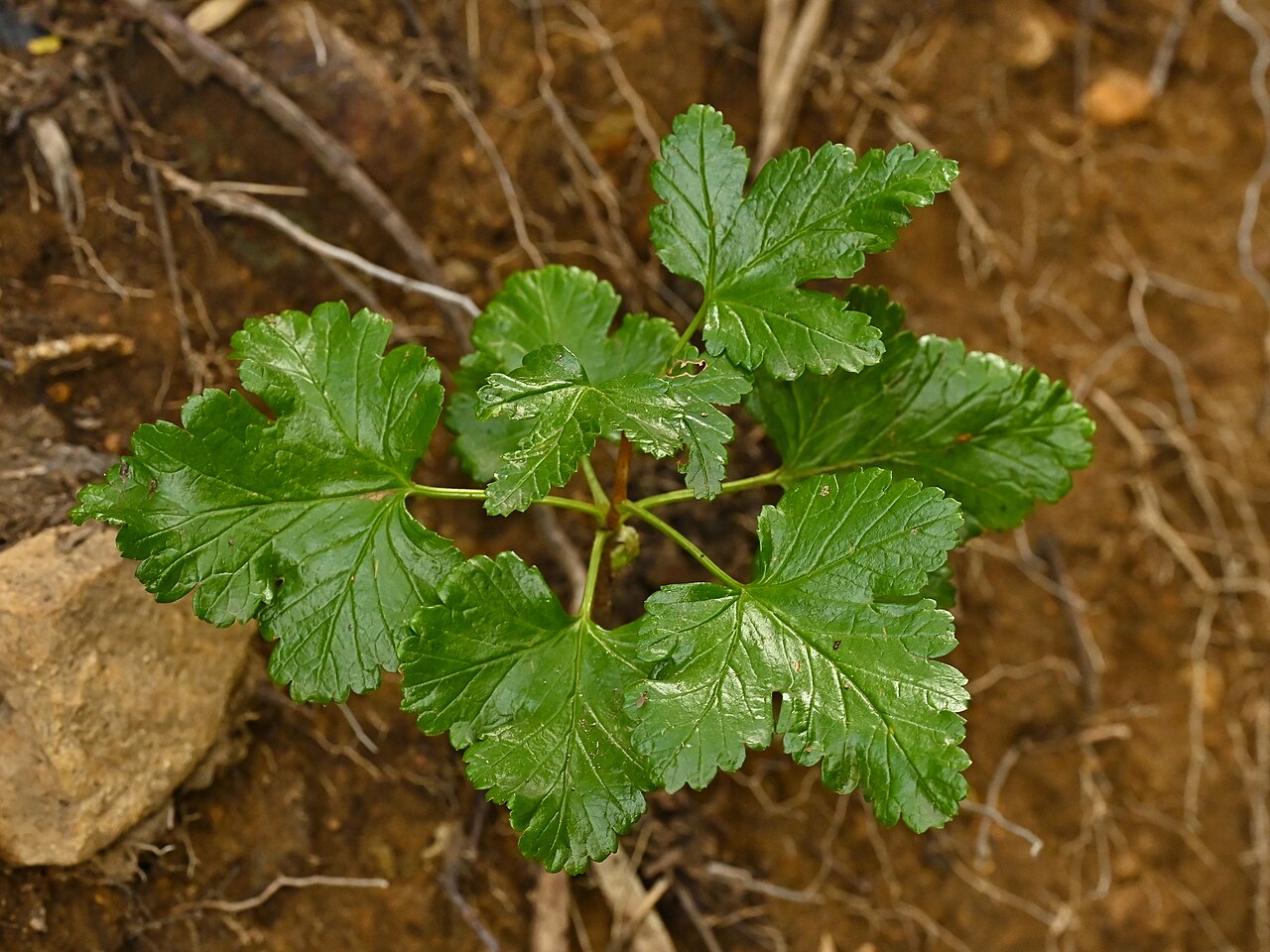 Ribes punctatum: Ribes punctatum at Sandero Valle Aquas Callientes E from Las Trancas, Region del Nuble, Chile