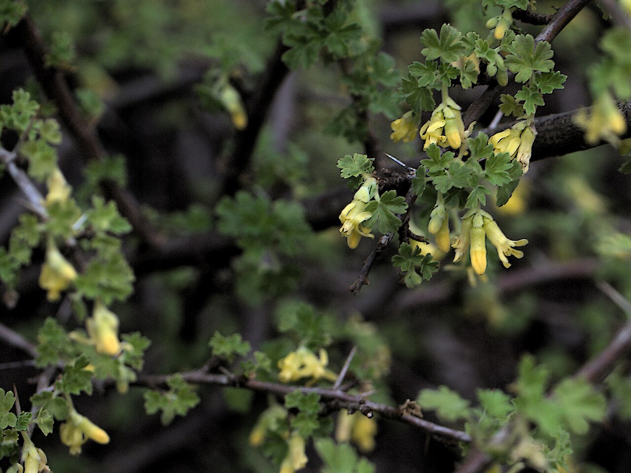 Oakwoods gooseberry: Ribes quercetorum—oak-woods gooseberry. The tasty fruit was collected by Native Americans by beating the branches of the well-armed plant. Las Pilitas Nursery s
