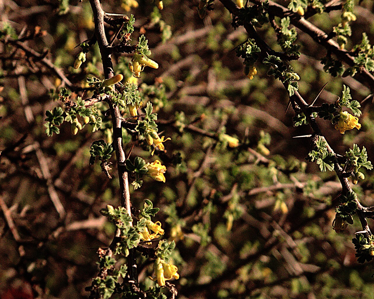 Oakwoods gooseberry: Ribes quercetorum—oak-woods gooseberry. The tasty fruit was collected by Native Americans by beating the branches of the well-armed plant. Las Pilitas Nursery s