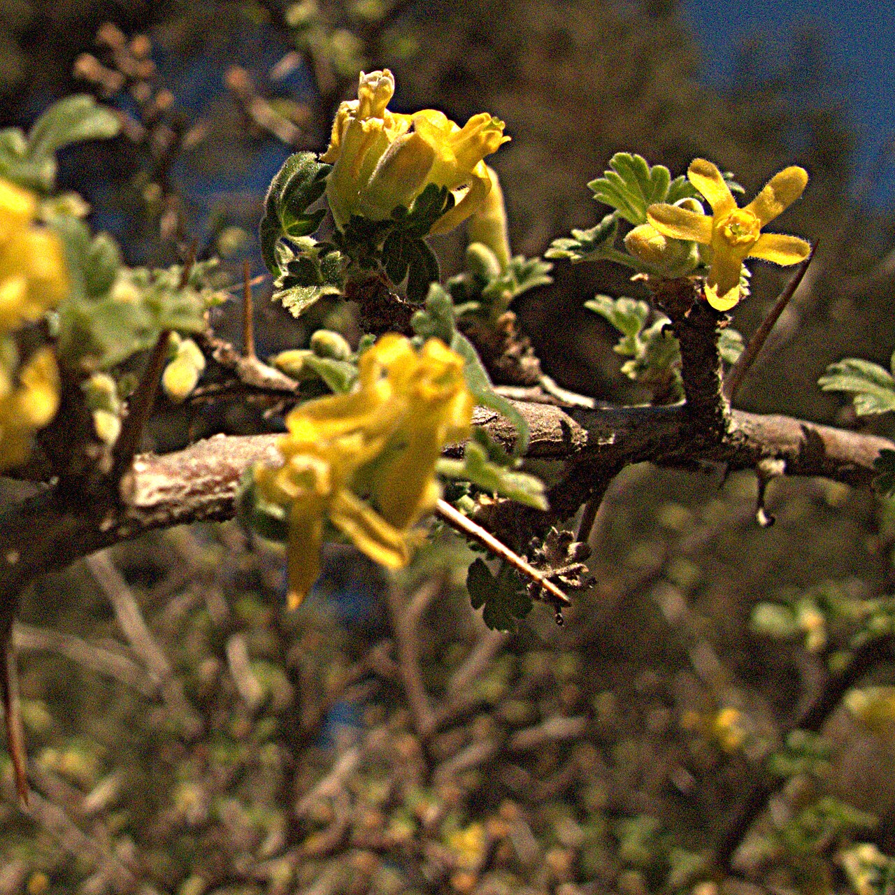 Oakwoods gooseberry: Ribes quercetorum—rock gooseberry, Note the thorns. Photographed at Regional Parks Botanic Garden located in Tilden Regional Park near Berkeley, CA