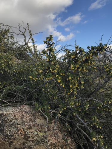 Oakwoods gooseberry (Ribes quercetorum)