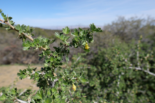 Oakwoods gooseberry (Ribes quercetorum)