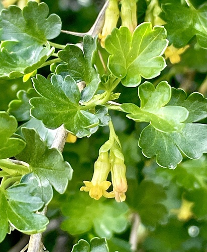 Oakwoods gooseberry (Ribes quercetorum)