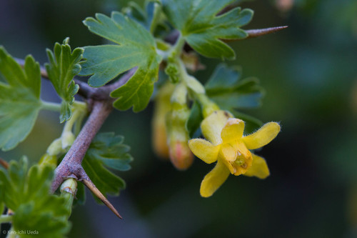 Oakwoods gooseberry (Ribes quercetorum)