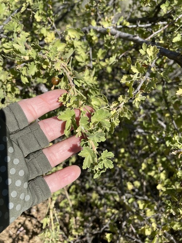 Oakwoods gooseberry (Ribes quercetorum)