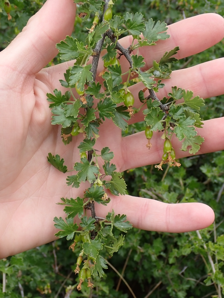 Oakwoods gooseberry (Ribes quercetorum)