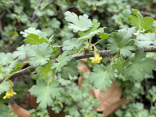 Oakwoods gooseberry (Ribes quercetorum)