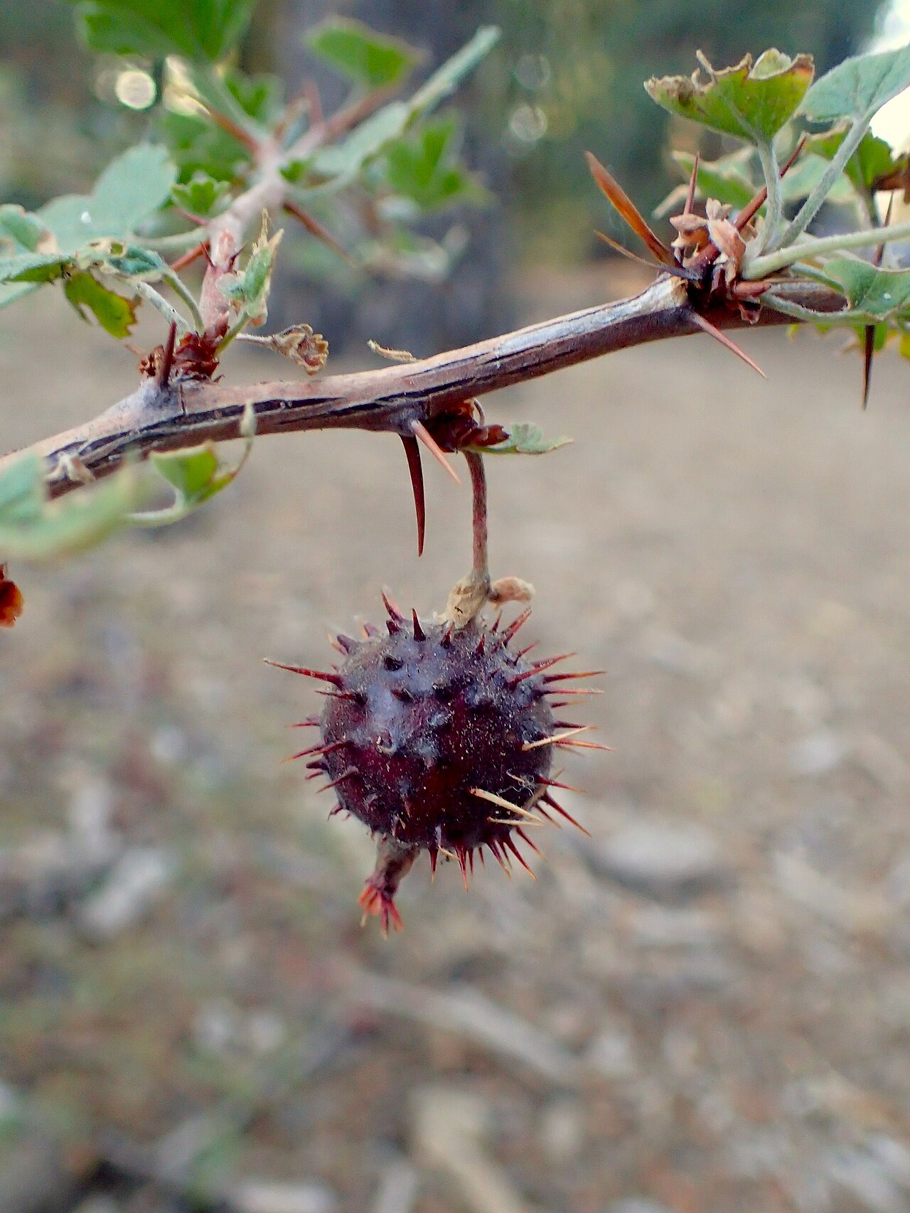 Sierra gooseberry: Ribes roezlii at General Sherman Tree in Sequoia NP, California