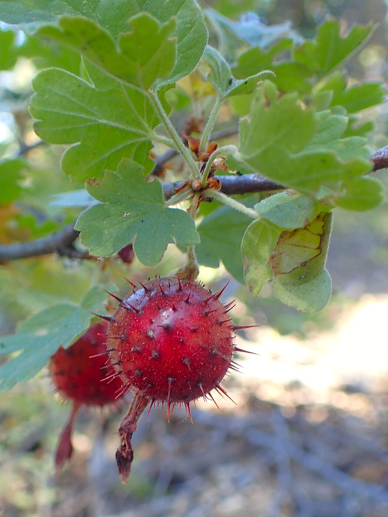 Sierra gooseberry: Ribes roezlii at Badger Pass Ski Arena in Yosemity NP, California