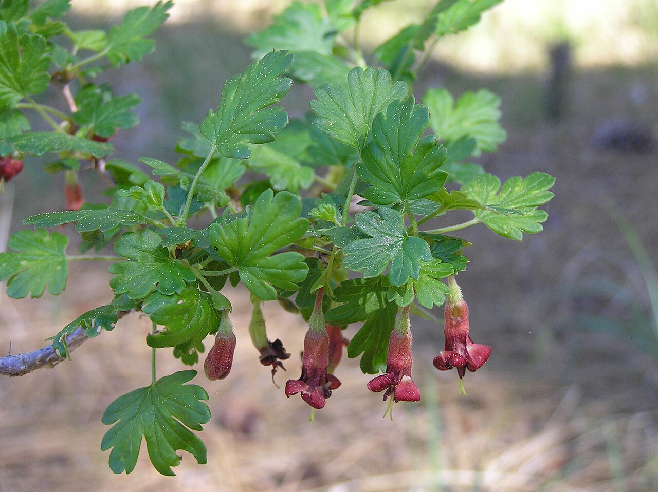 Sierra gooseberry: Sierra gooseberry ( Ribes roezlii ) . Common on dry wooded or open slopes and flats, outcrops, 700-7000ft. Photo at Almanor Rest, California. [Photo Credit: Don
