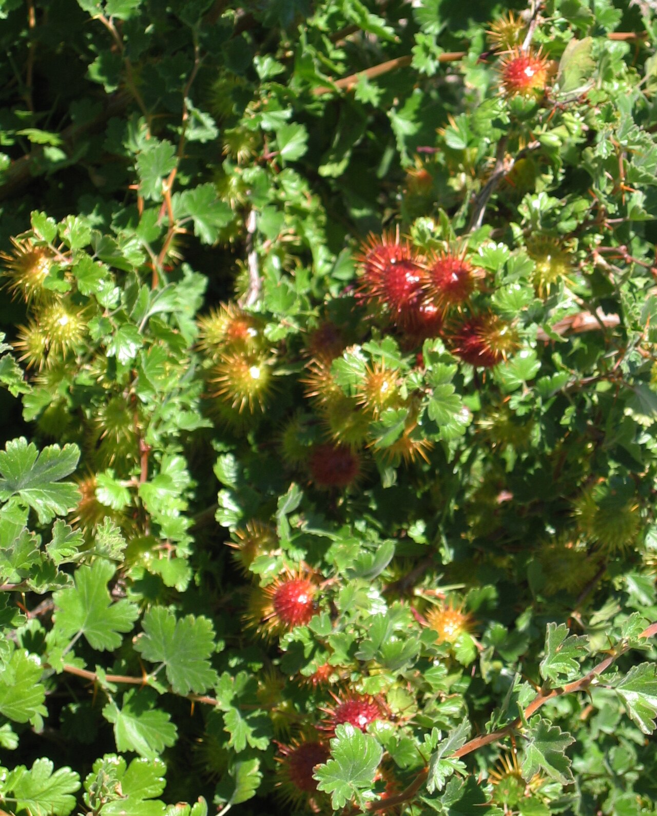 Sierra gooseberry: Sierra gooseberry ( Ribes roezlii ) — showing the large, very spiny fruits. Along Bubbs Creek below Junction meadow, in the John Muir Wilderness (Sierra Nevada)