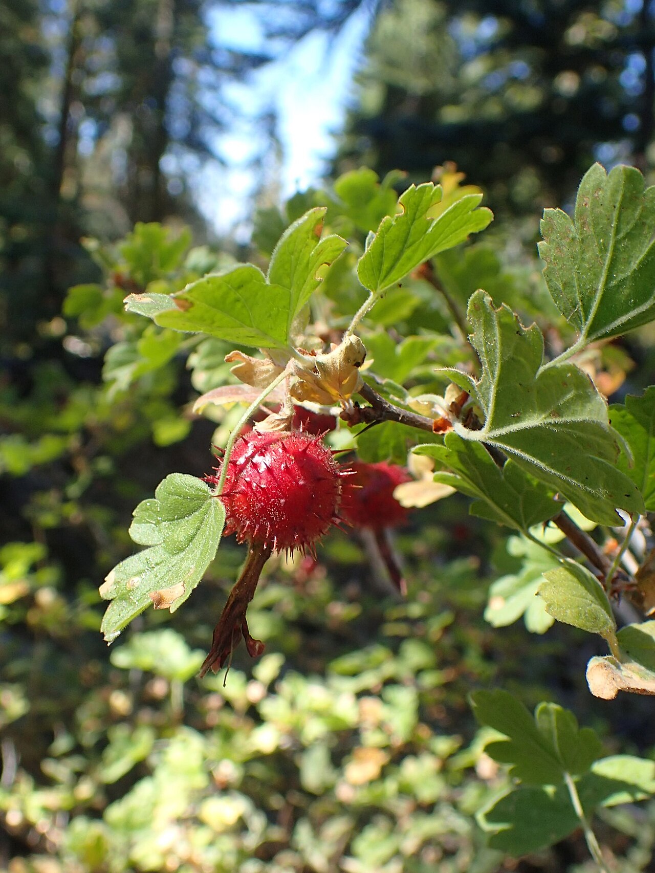 Sierra gooseberry: Ribes roezlii at Badger Pass Ski Arena in Yosemity NP, California