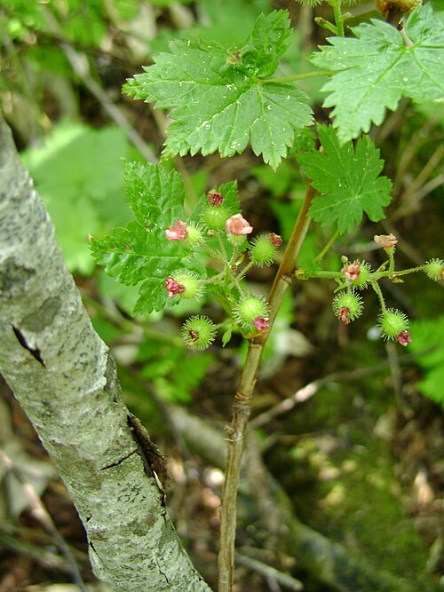 Ribes sachalinense: Леса юга о. Сахалин